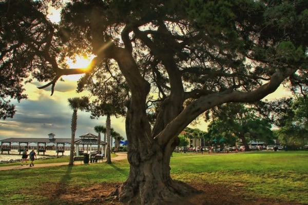 Neptune Park
